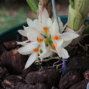 Orquidea