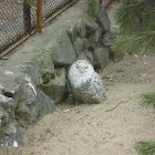 Snowy Owl