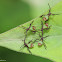 Box Bug Nymphs