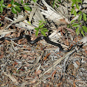 Southern black racer