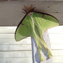 Luna Moth