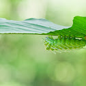 Atlas Moth Larva