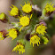 Ragwort