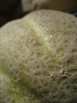 A melon of Morton's