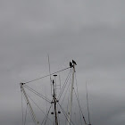 Bald eagles