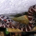 Eastern milk snake