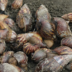 Giant (East) African Snail