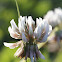 Trifolium repens