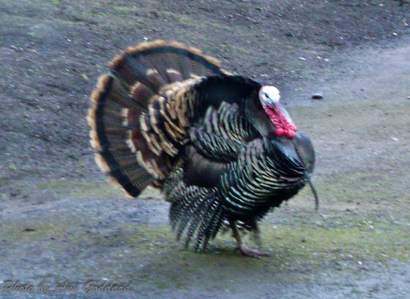 Spotting Image 1