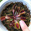 Venus flytrap