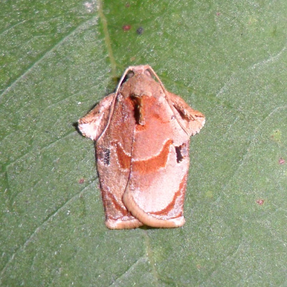 Spotting Image 1