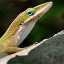 Anole