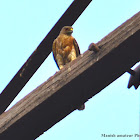 Shikra
