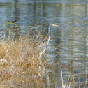 Tricolored Heron