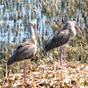 White Ibis (juveniles)