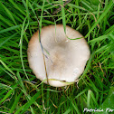 Common Rosegill