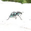 Clown Weevil