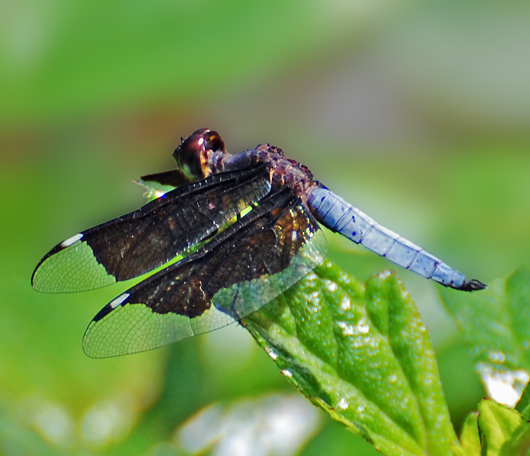 Lucia Widow (Black-winged Widow)