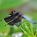 Lucia Widow (Black-winged Widow)