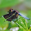 Lucia Widow (Black-winged Widow)