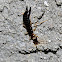 Ringlegged earwig