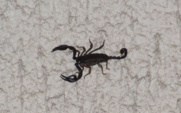 Spotting Image 1