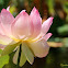 Indian Lotus