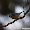 Blue tit