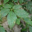 Virginia creeper