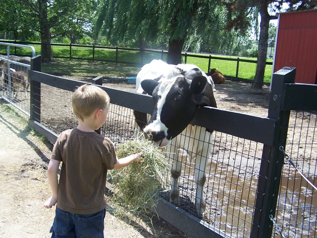[feedingcow[3].jpg]