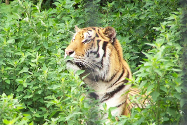 [tiger[3].jpg]