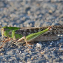 Migratory locust