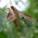 hawkmoth