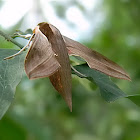 hawkmoth