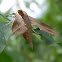 hawkmoth