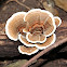 turkey tail fungus