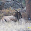 elk