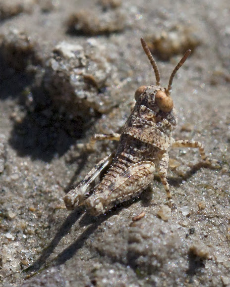 Spotting Image 1
