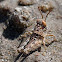 unknown grasshopper nymph