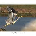 GREY HERON
