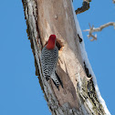 Red-bellied Woodpecker