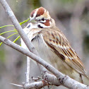 Lark Sparrow