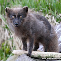 Arctic Fox