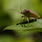 Shield Bug