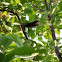 black bird, Amsel