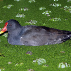 Common Moorhen