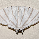Upside down moth
