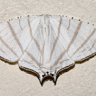 Upside down moth