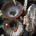 Birds Nest Fungi