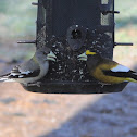 Evening Grosbeak